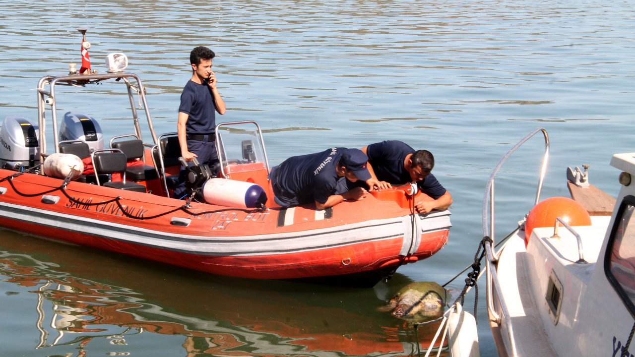Caretta Caretta Ölüsü Sahile Vurdu