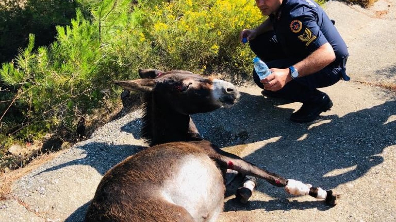 Ölüme Terk Edilen Eşeğe Jandarma Şefkati