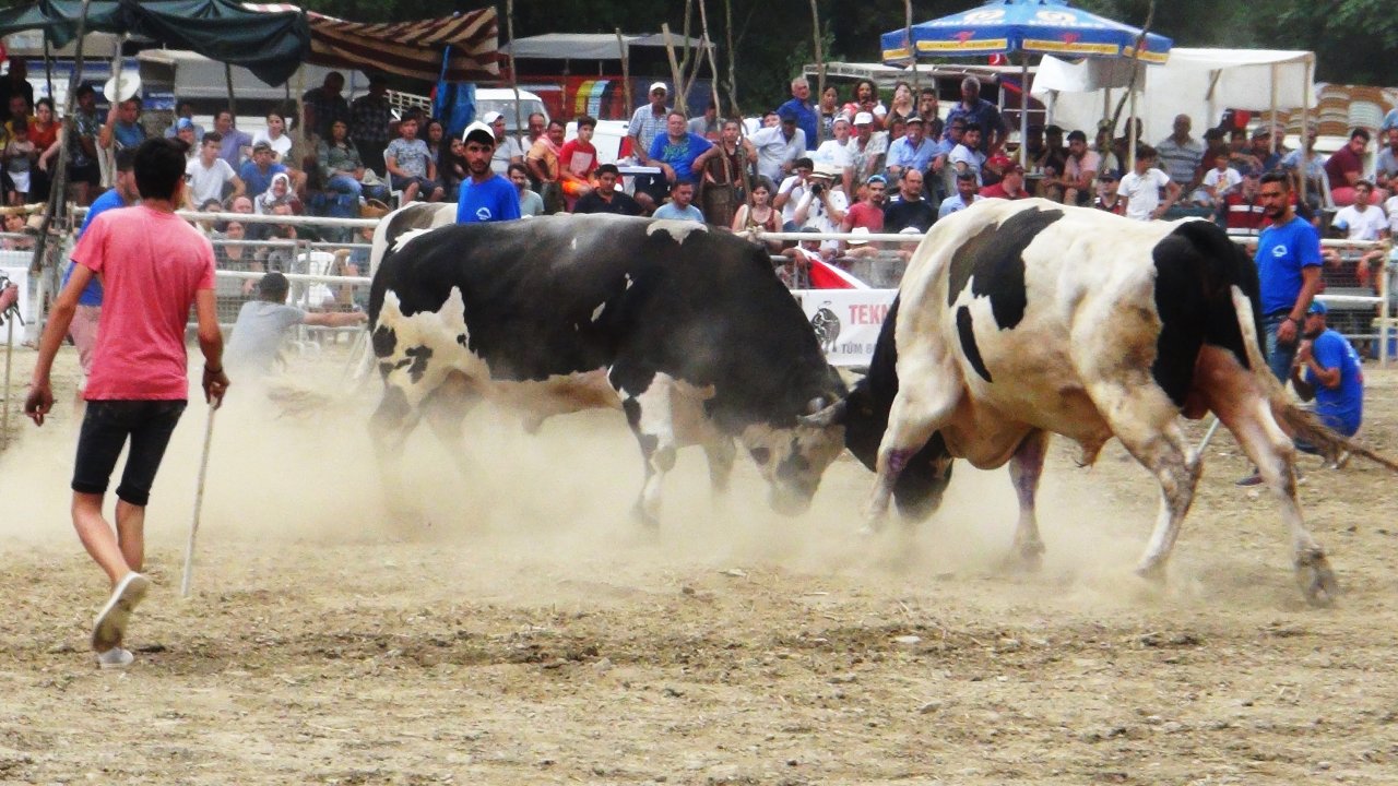 Boğa Güreşleri Heyecanlı Anlara Sahne Oldu