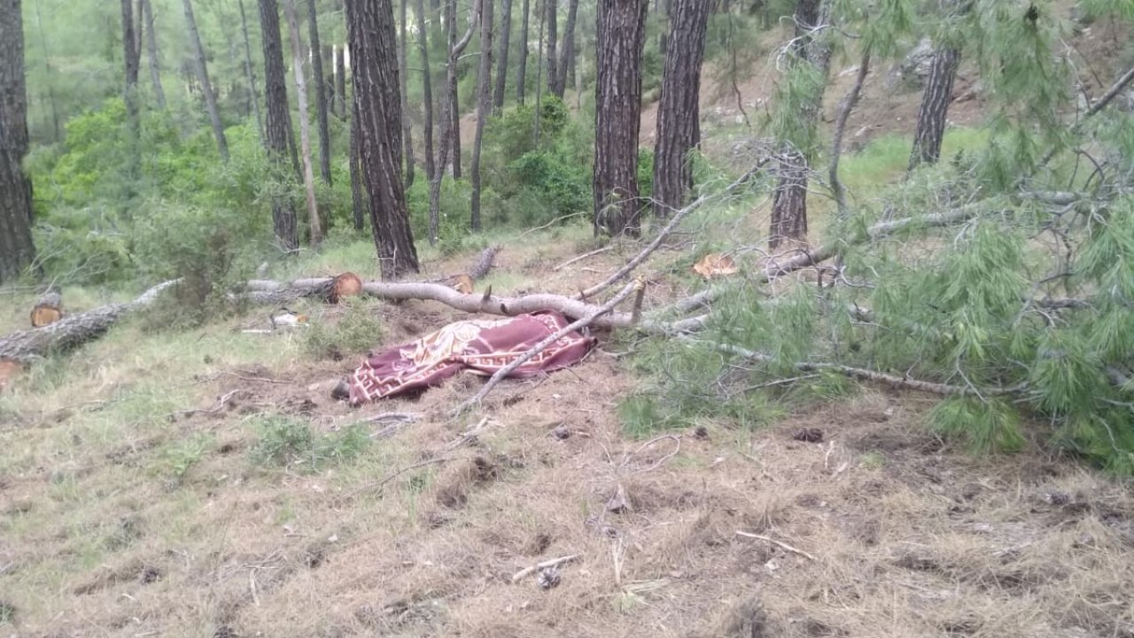 Kestiği Ağacın Altında Can Verdi  