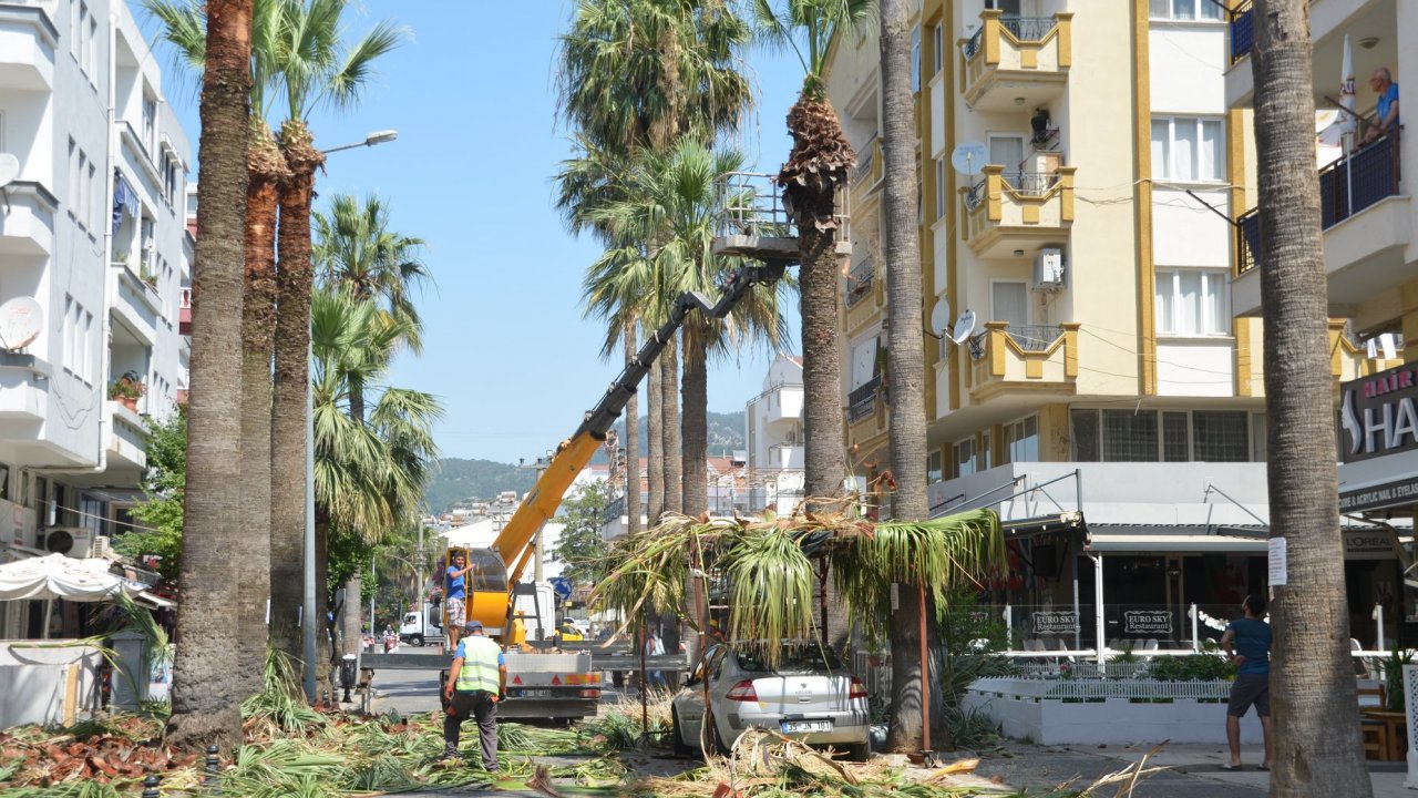 Palmiyeler Bakıma Alındı