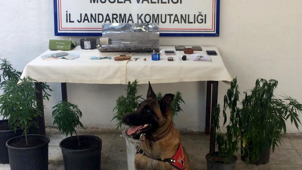 Kenevir Yetiştirmek İçin Ev Kiralamışlar  