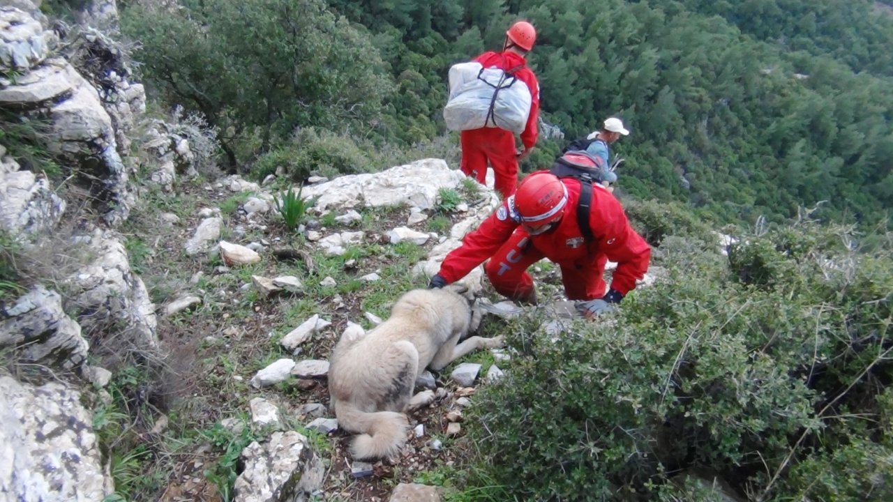600 metre yükseklikteki uçurumdan kurtardıkları yaralı kangalı sırtlarında taşıdılar