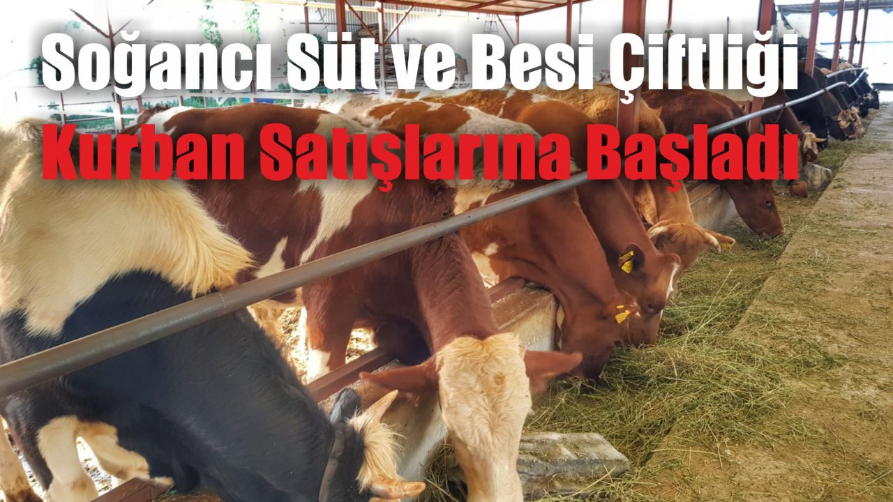 Soğancı Süt ve Besi Çiftliği Kurban Satışlarına Başladı