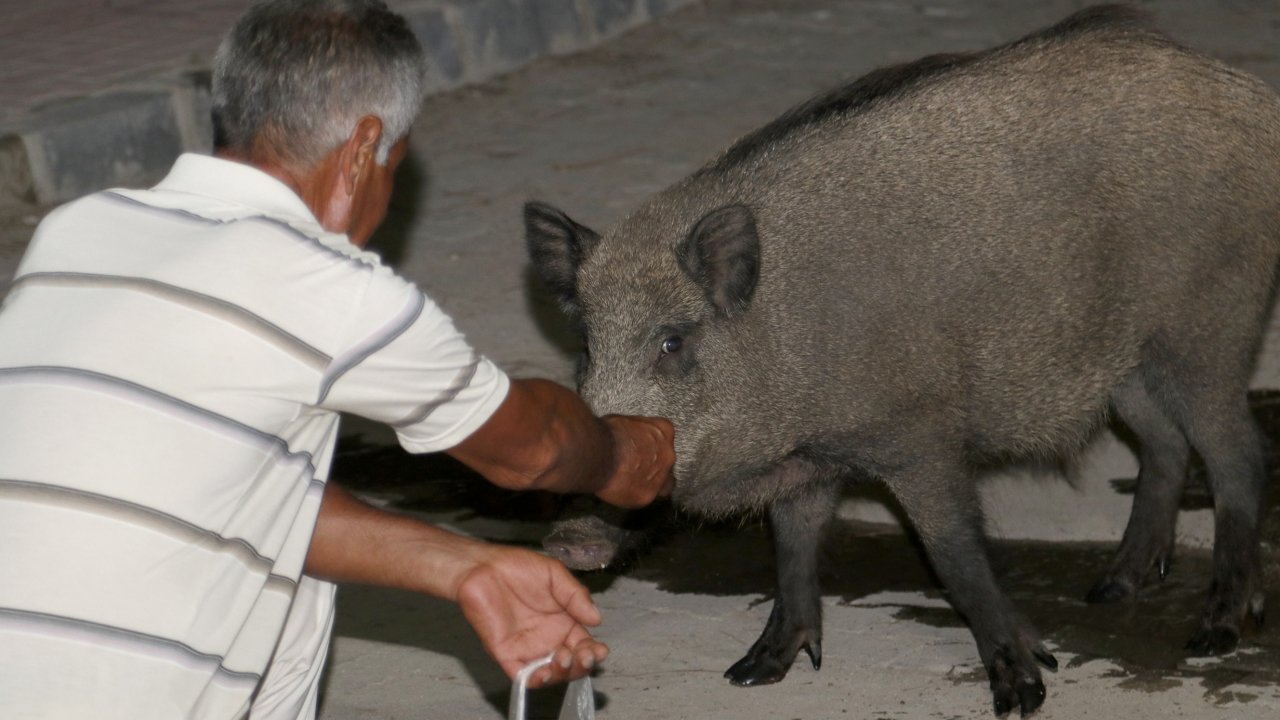 Yaban Domuzlarını Elleriyle Besliyor  