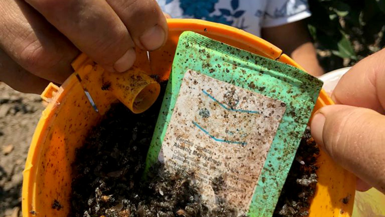 Büyükşehir’den Akdeniz Meyve Sineği İle Mücadele  