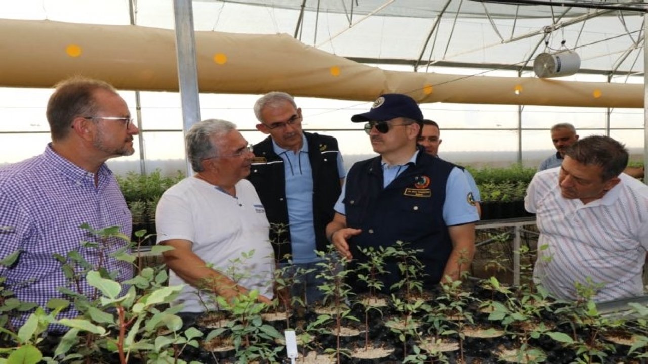 Bakan Pakdemirli Muğla’da Lavanta Hasadı Yaptı