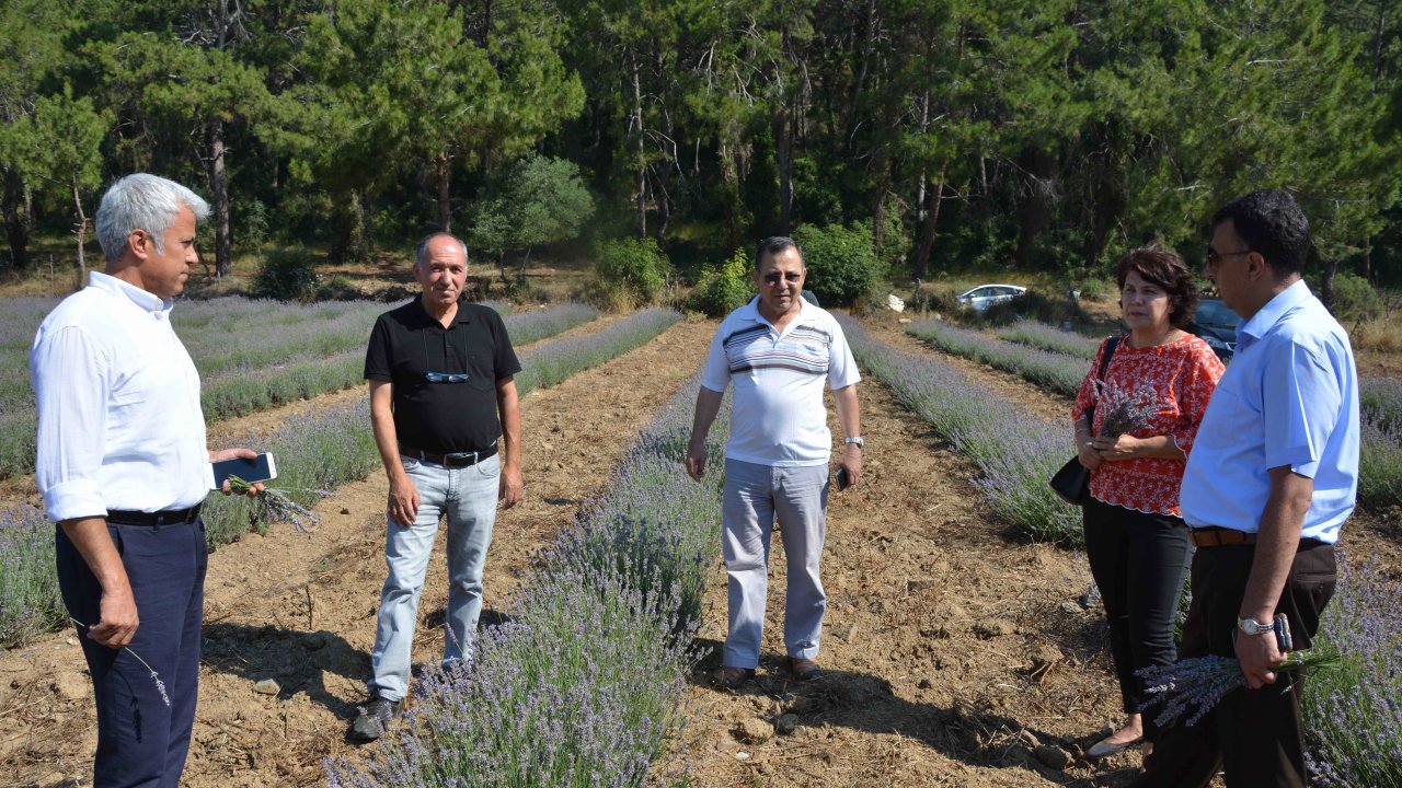 Muğlalı Çiftçi İçin Alternatif Ürün: Lavanta