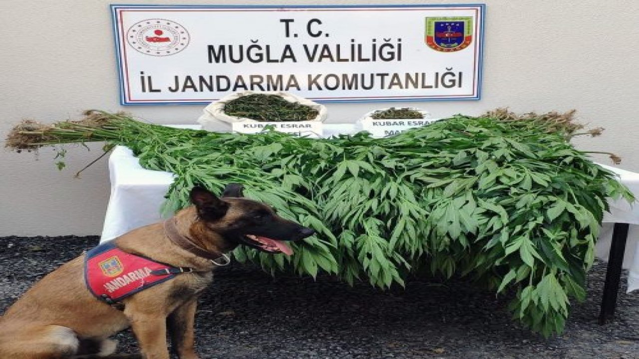 Muğla Jandarmasından Kenevir Operasyonu