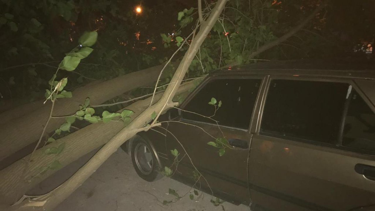 Menteşe'de Rüzgâr Ağaçları Devirdi 