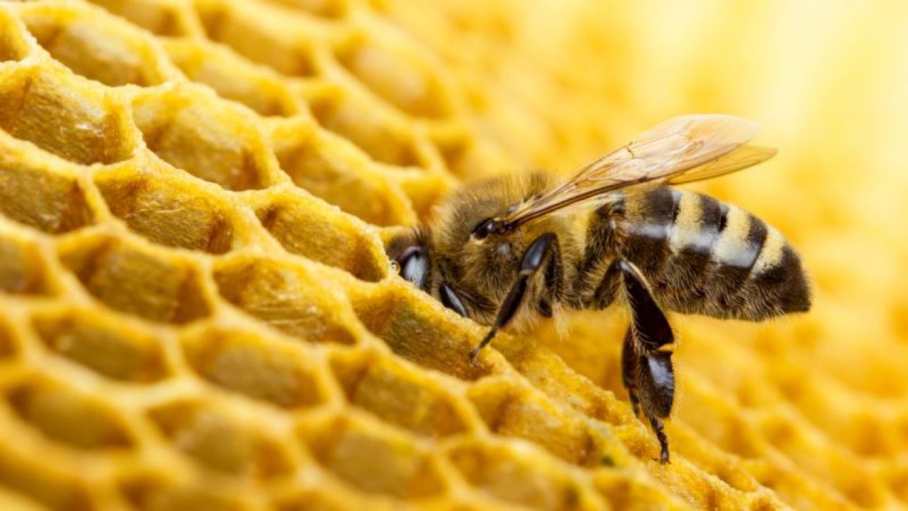 Türk Çam Balı ISO Belgesi Alınca Avrupa'ya Daha Pahalıya Satılacak