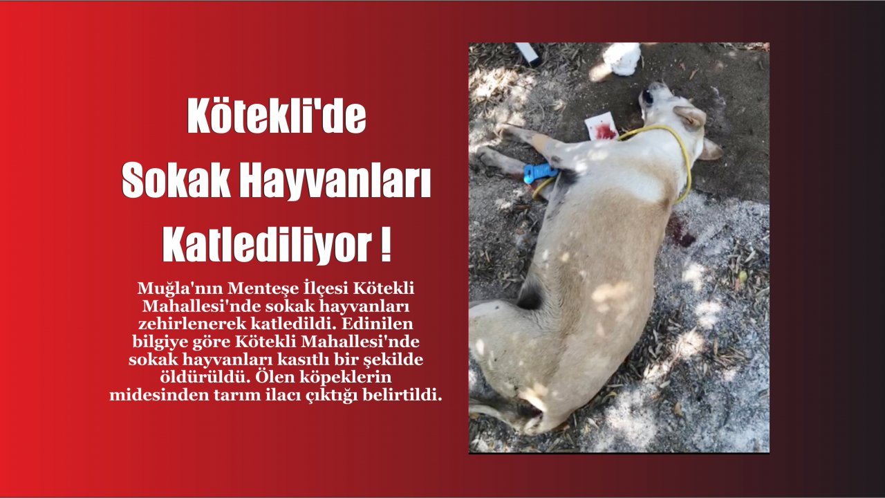 Kötekli’de Sokak Hayvanları Katlediliyor !