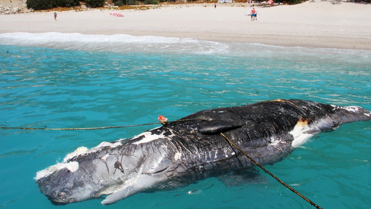 3 Metrelik Balina Karaya Vurdu