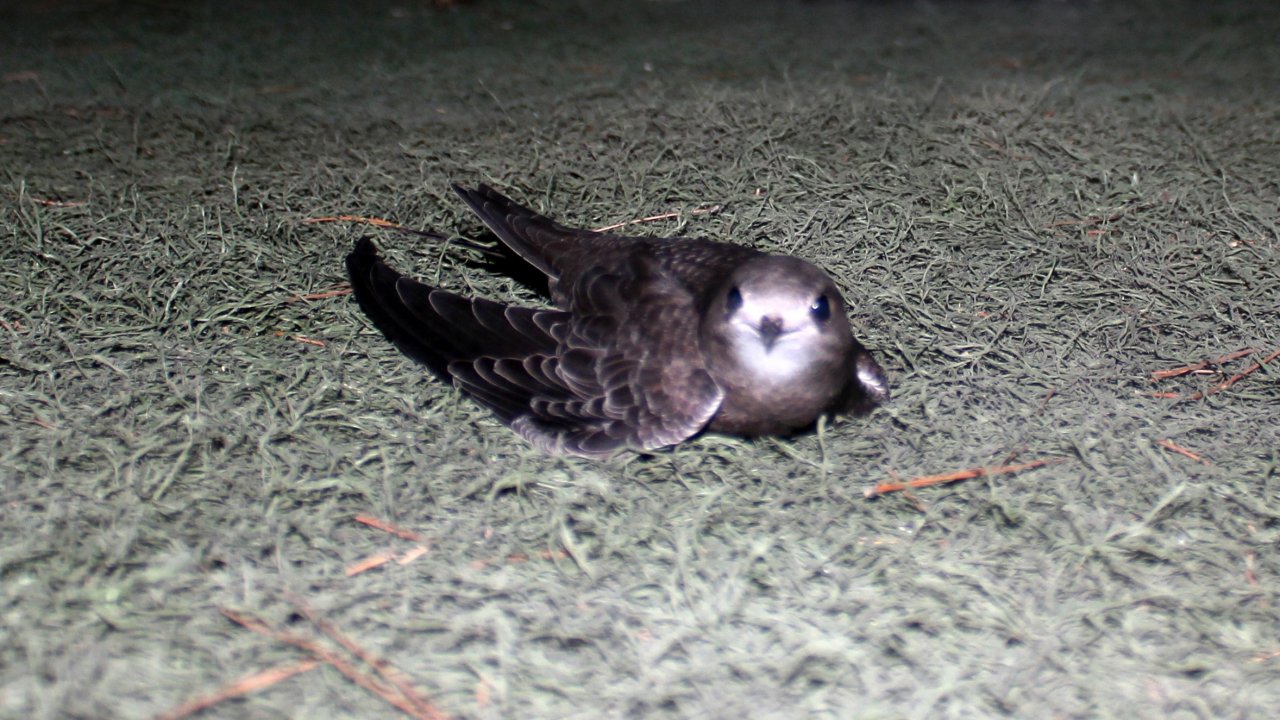 Yaralı Ebabil Kuşu Koruma Altına Alındı