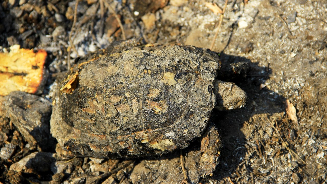 Dalaman Yangınında Ormandaki Canlar Öldü !