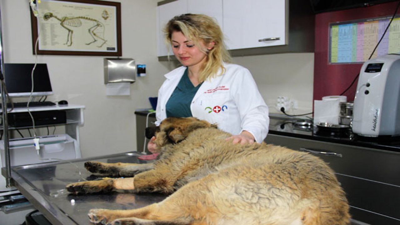 Göz göre göre köpekleri zehirledi