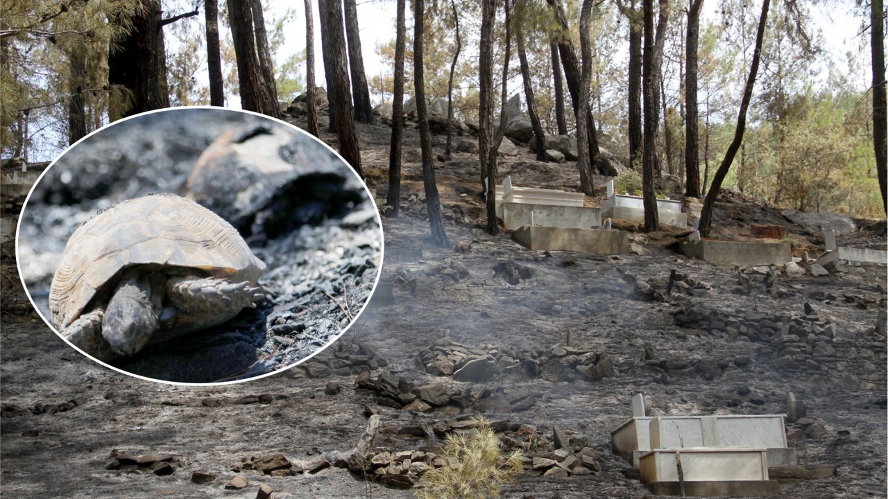 Kabusa Dönen Yangın Söndürüldü