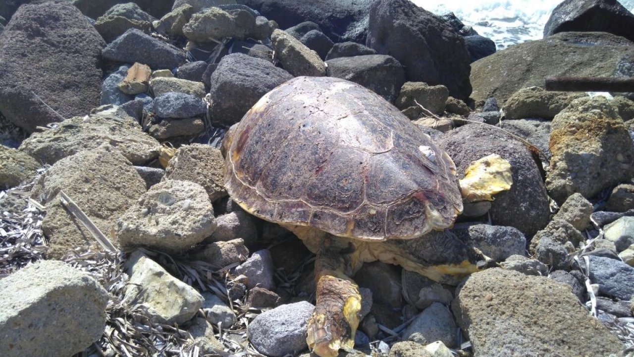 Dev caretta caretta karaya vurdu