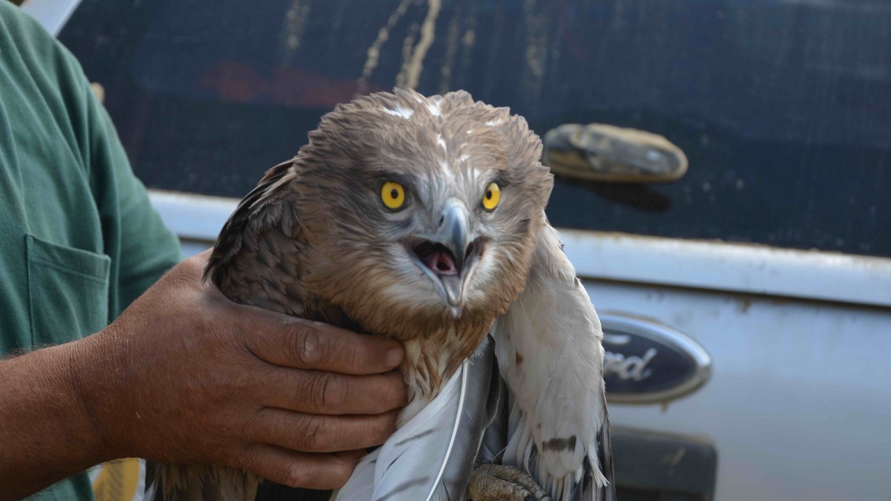 Yangından Yaralı Kurtulan Kartal Tedavi Altına Alındı