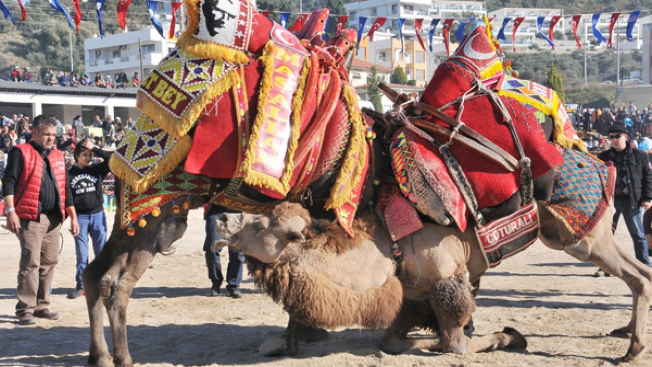 Bölgenin En Büyük Deve Güreşi 9 Şubat’ta