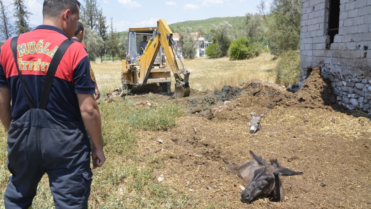 Gübre Çukuruna Düşen Eşekler Kepçeyle Kurtarıldı