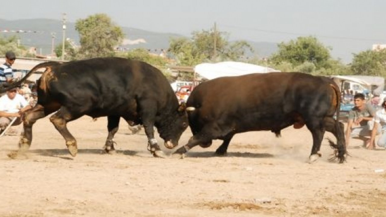 Bayır Boğa Güreşi Festivallerine Hazır