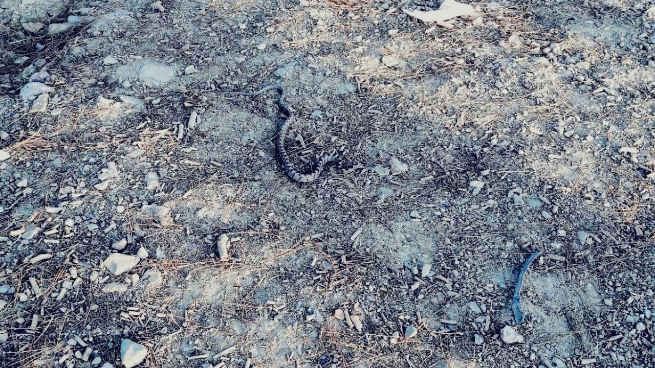 Otomobilin Bagajından Yılan Çıktı  