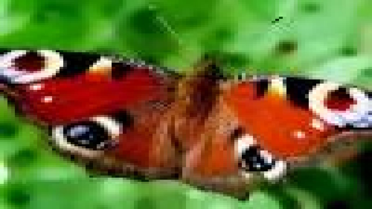 Dünyanın en güzel kelebeği Dibeklihan’a kondu