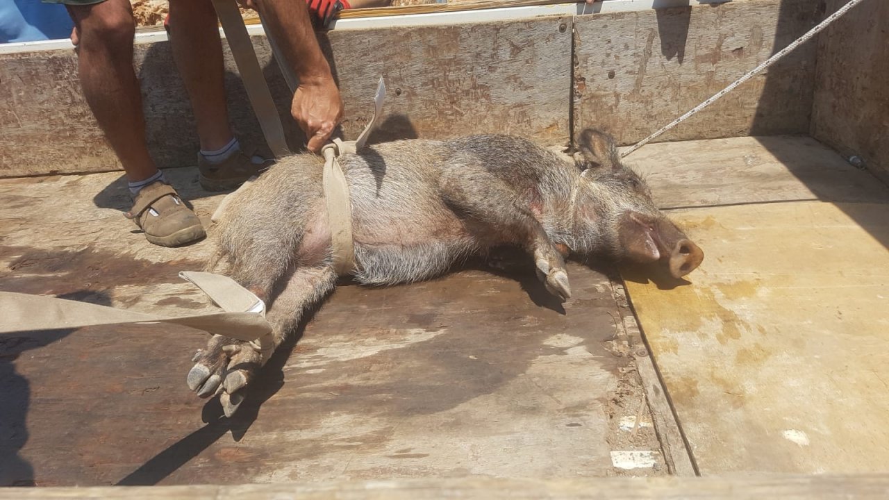 Yaralı Domuz İçin Vatandaşlar Seferber Oldu