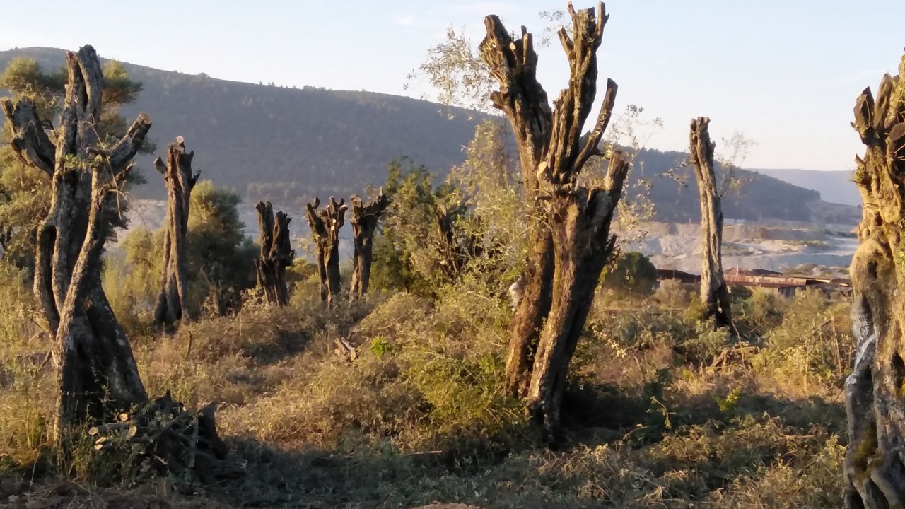 Erol’dan Çarpıcı İddialar: “Zeytinliklerini Satmaları İçin Dönüm Başına 90 Bin TL Teklif Ediliyor”
