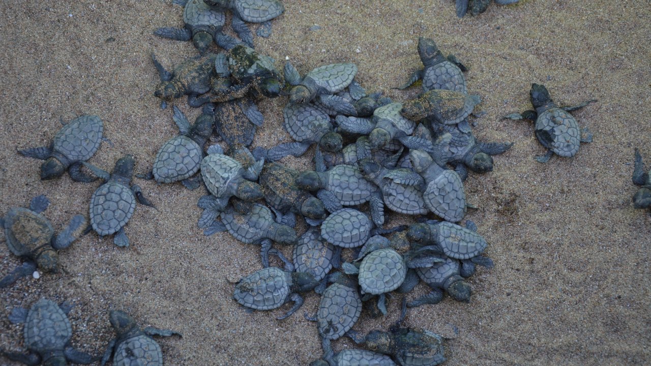 Yavru Carettalar Denizle Buluşuyor