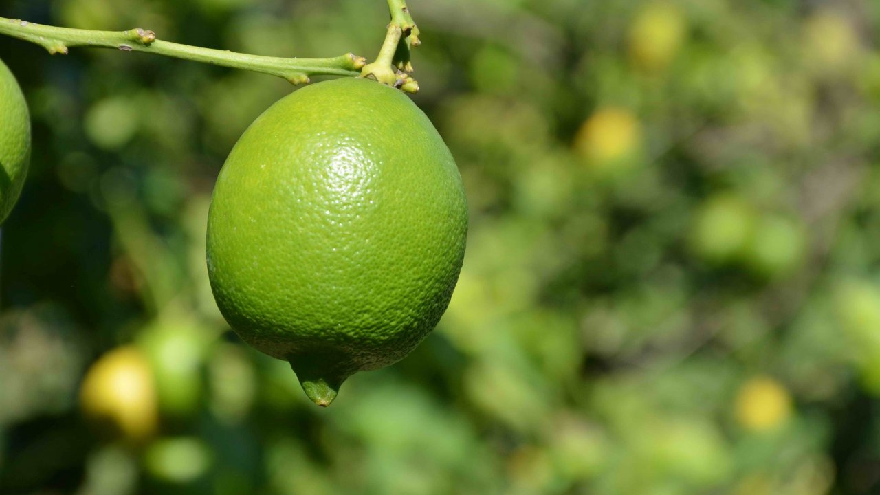 Limonda Rekolte Düştü
