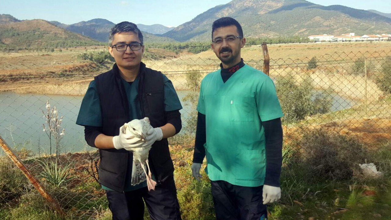 Oltanın yaraladığı martı tedavi edilerek doğaya salındı