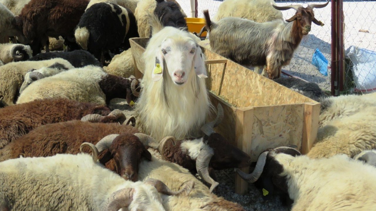 Kurban Kesim Ücretleri Açıklandı