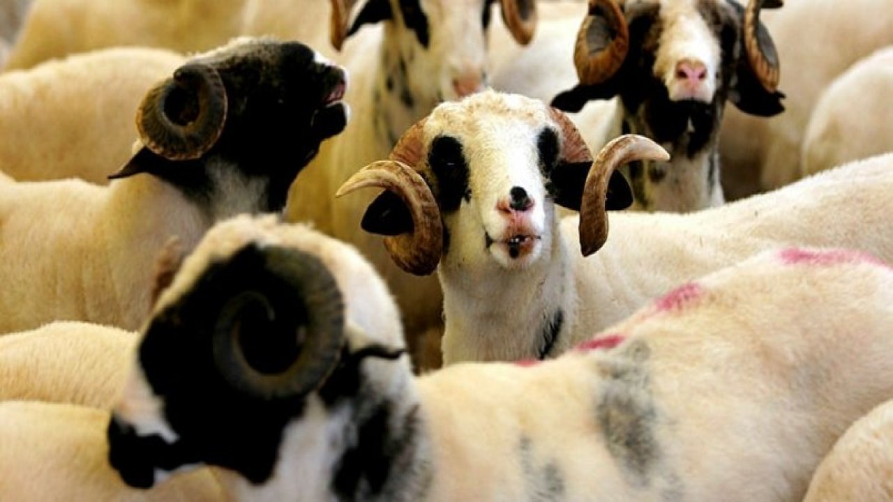 MARMARİS'TE KURBAN BAYRAMI HAZIRLIKLARI BAŞLADI