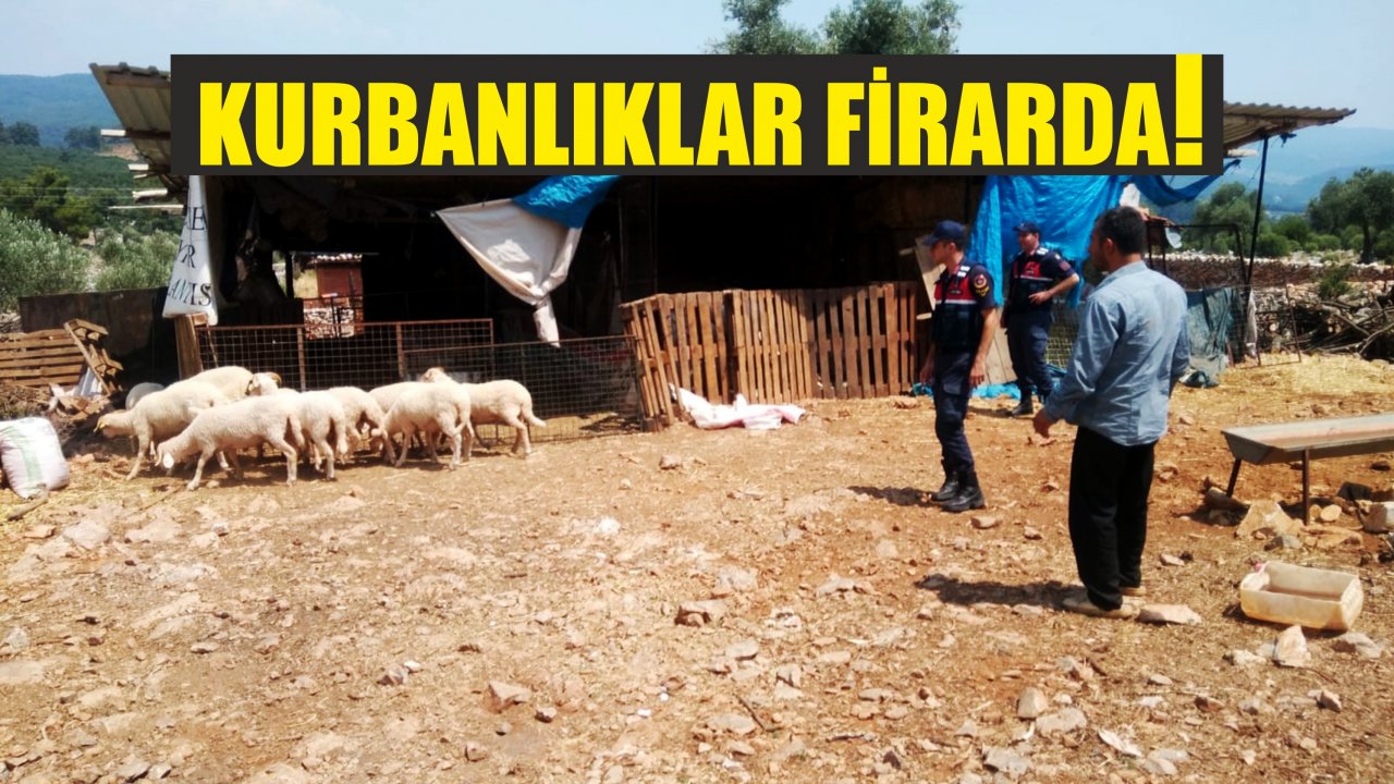 Kurbanlıklar Firar Etti