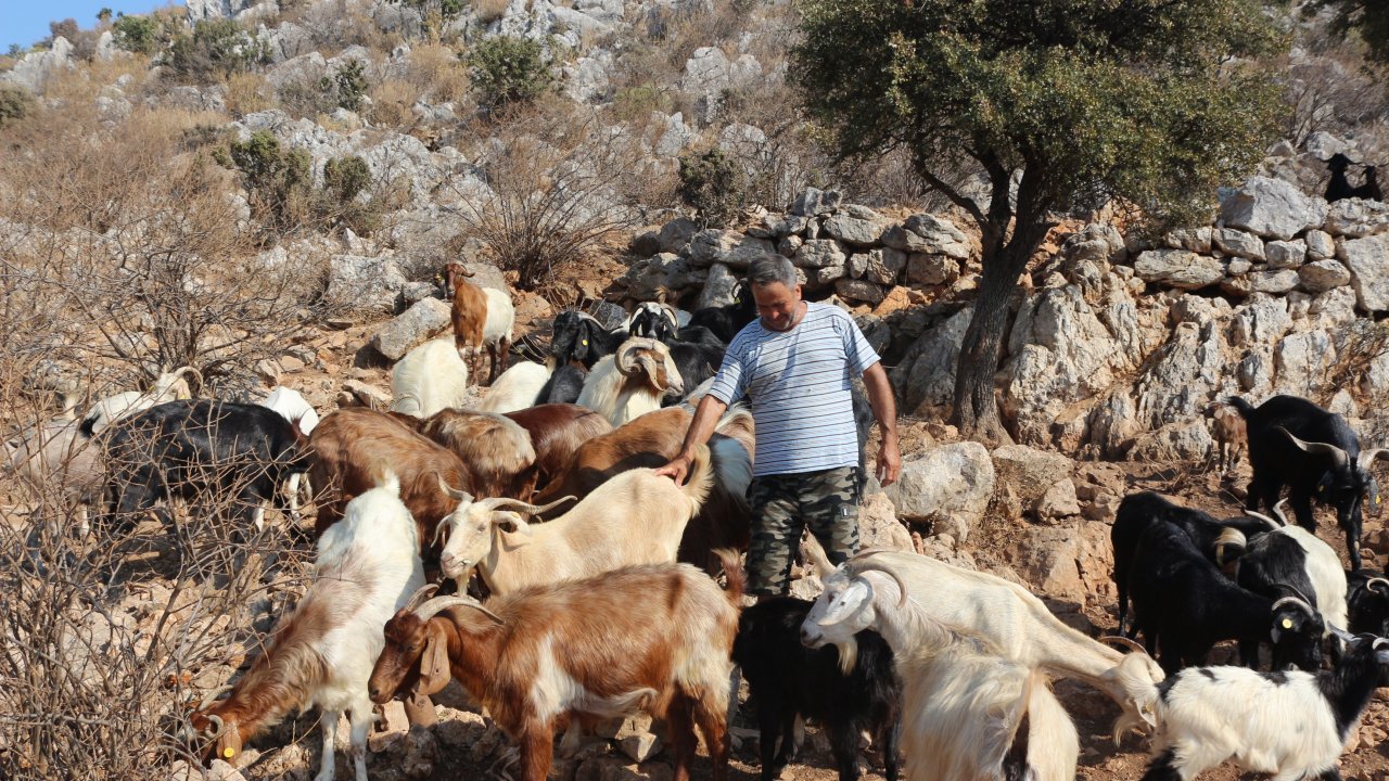 Organik Kurbanlıklara Yoğun İlgi