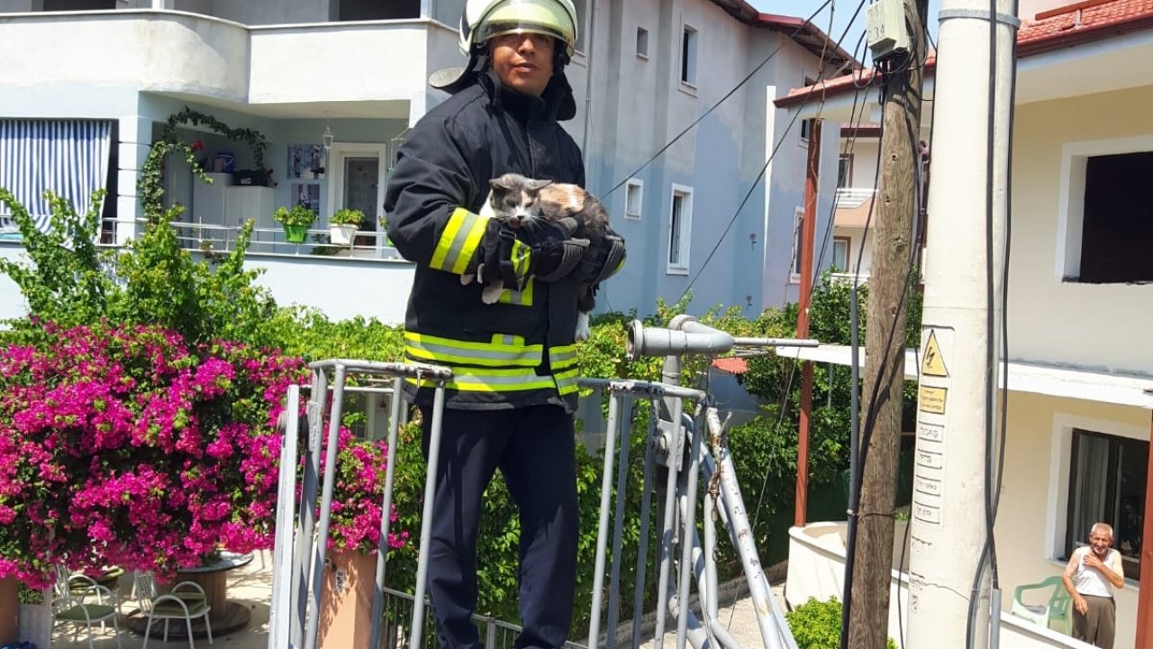 Kedinin Yardımına İtfaiye Yetişti