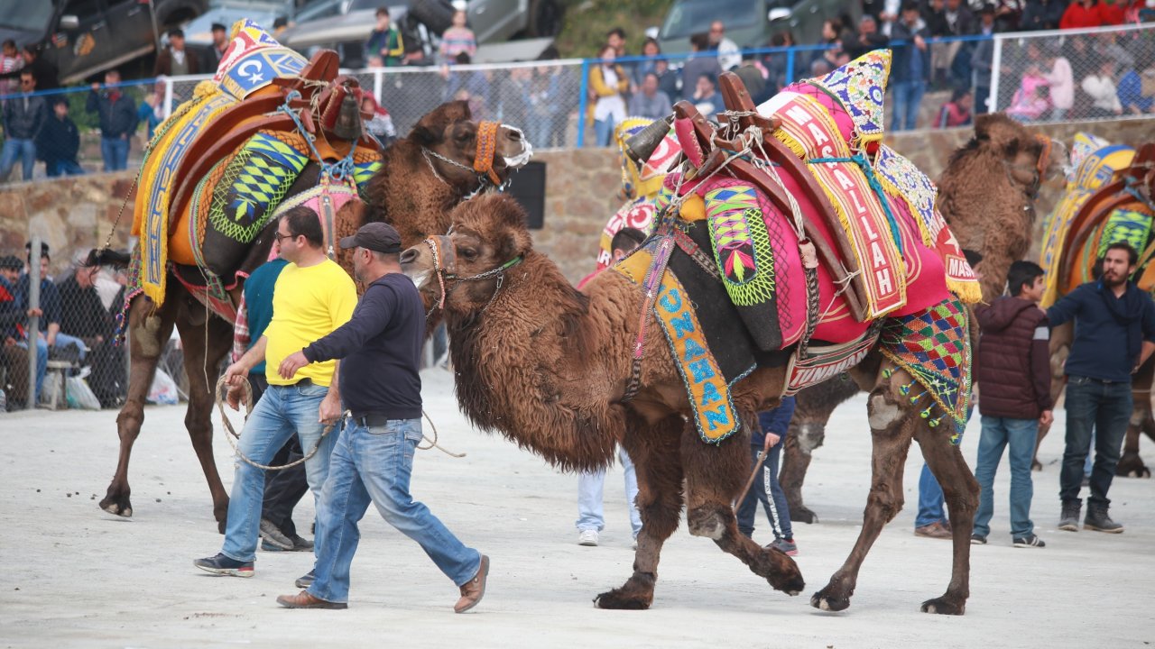 Gümüşlük'te deve güreşi festivali