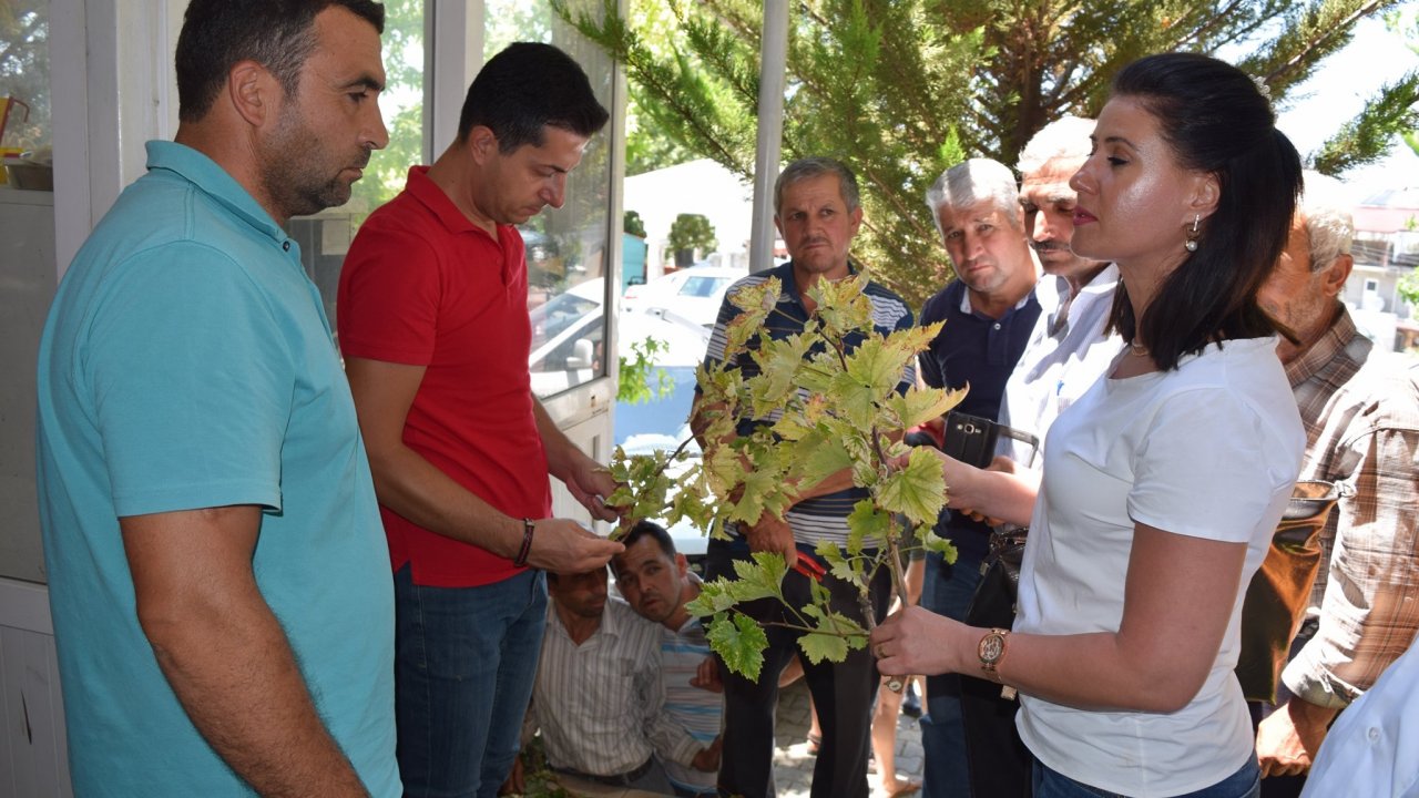 Bağ Üreticilerine, Genel Bağcılık Eğitimi Verildi