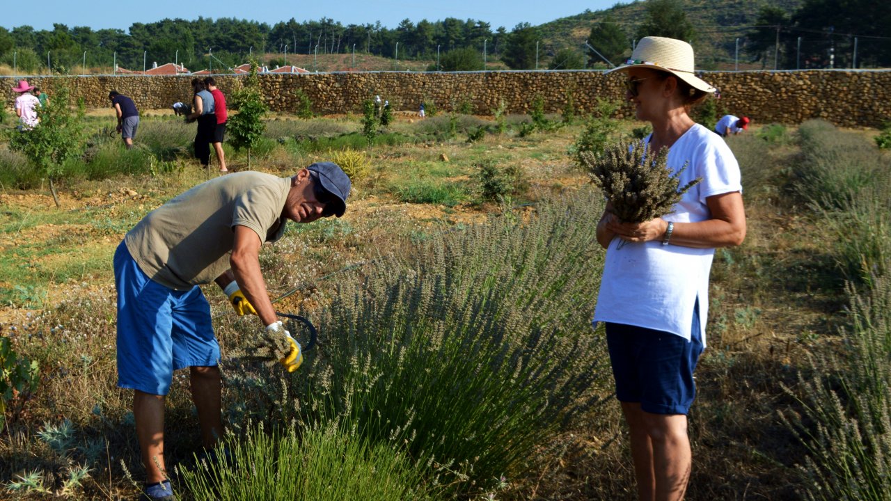 EGET Vakfı’ndan 2. Lavanta Hasat Şenliği