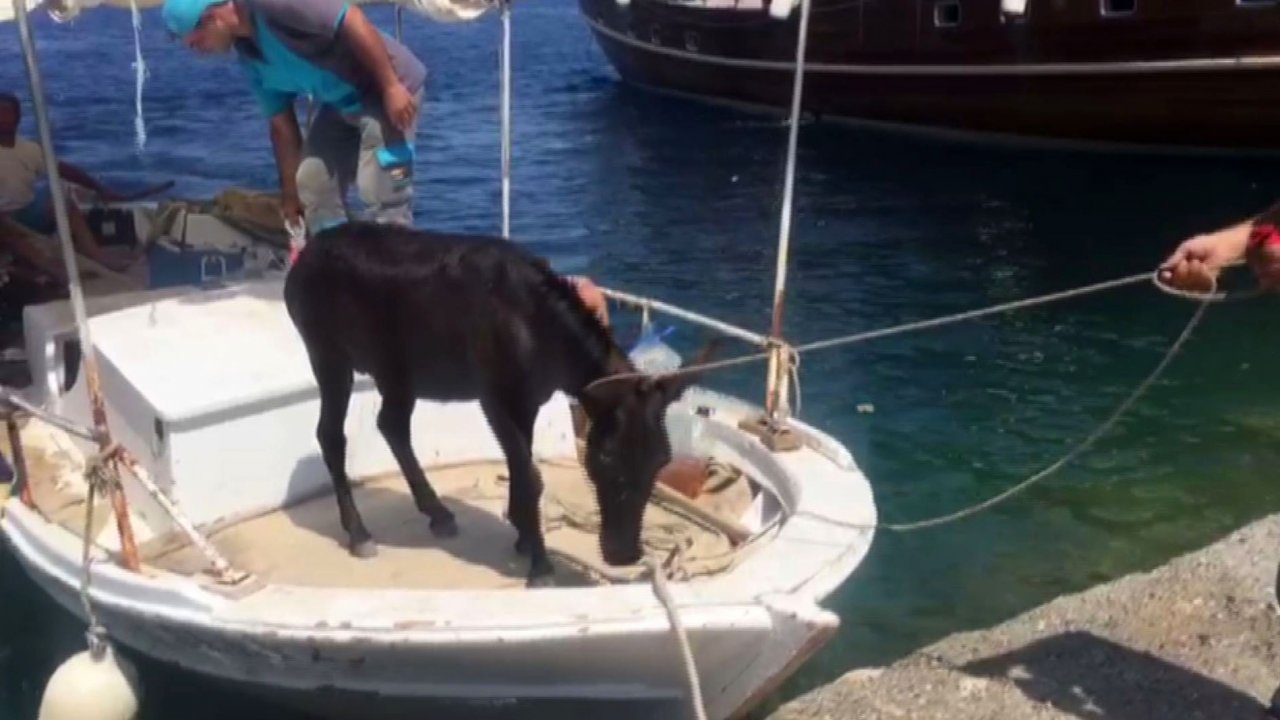 Adaya Terk Edilen Eşek Bulundu