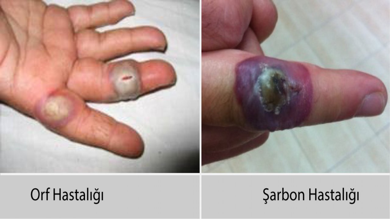 Muğla İl Tarım ve Orman Müdürlüğü Uyardı: Şarbon ve Orf Hastalığı Çok Karıştırılıyor