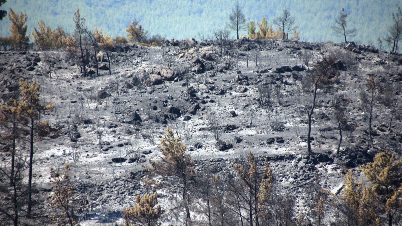 Binlerce Çam Ağacı, Yüzlerce Zeytin Ağacı Yok Oldu  