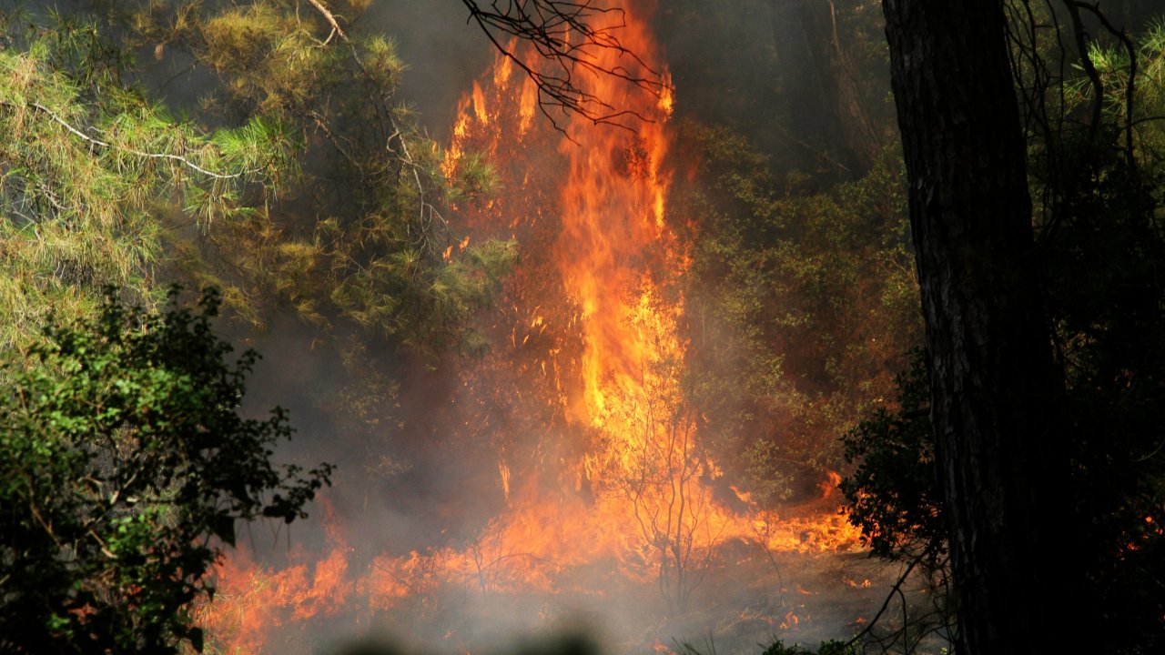 Havuzu Bırakıp Yangına Koştular