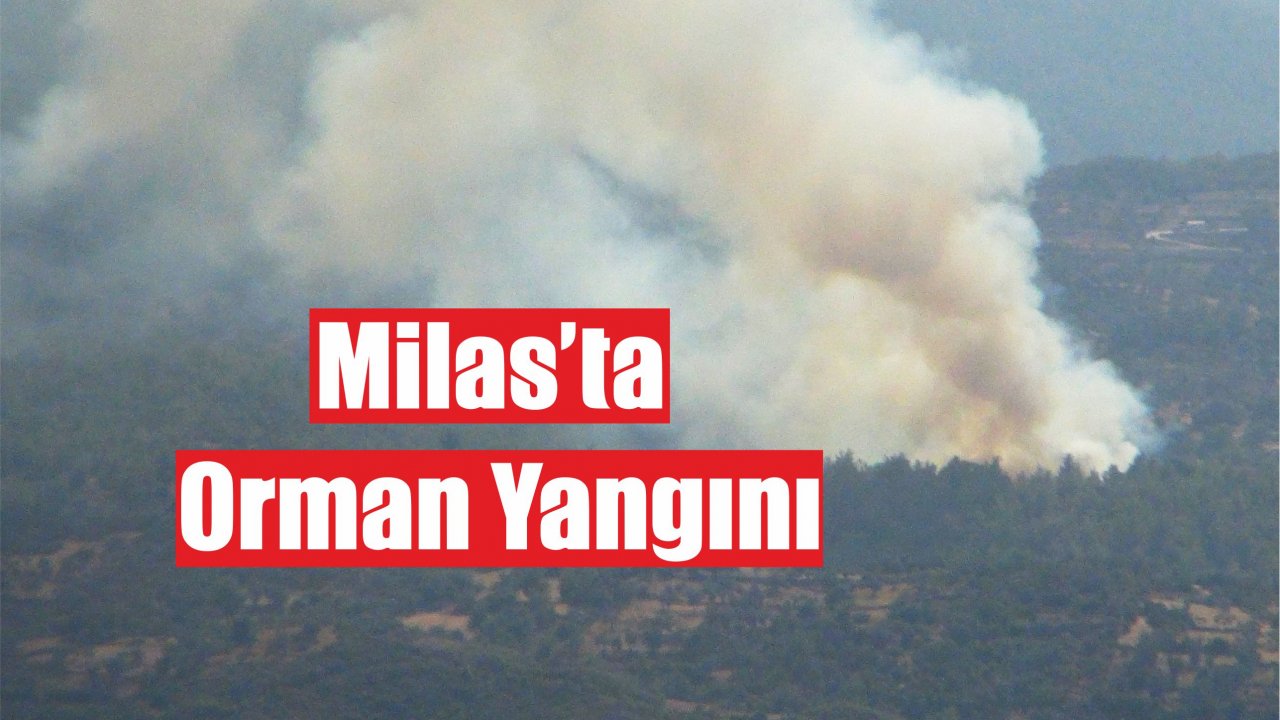 Milas’ta Orman Yangını