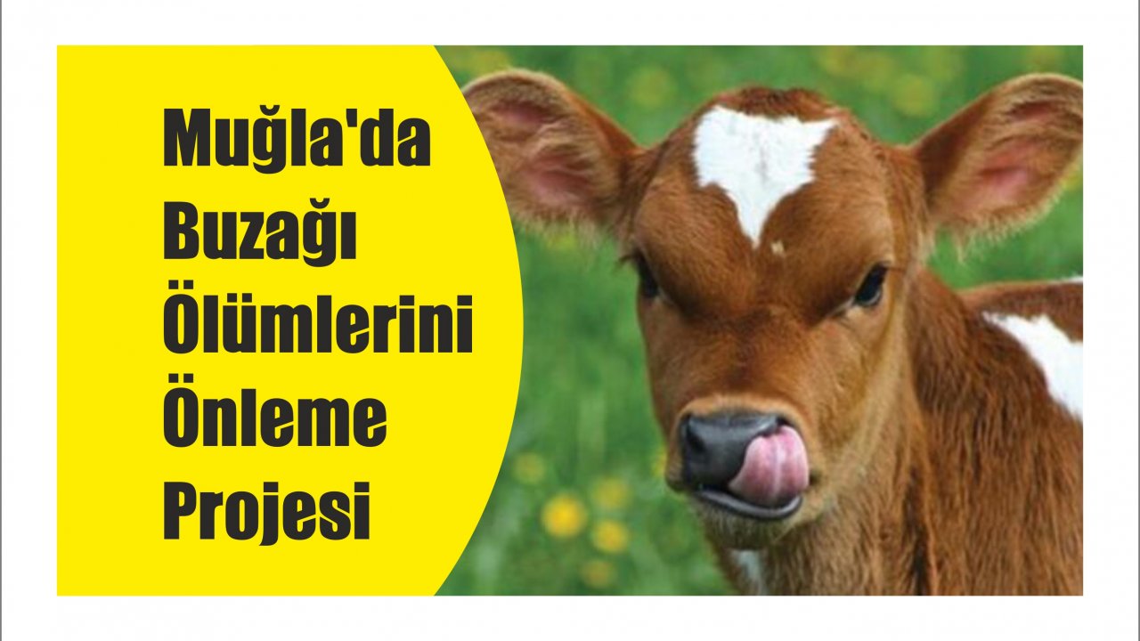Muğla’da Buzağı Ölümlerini Önleme Projesi