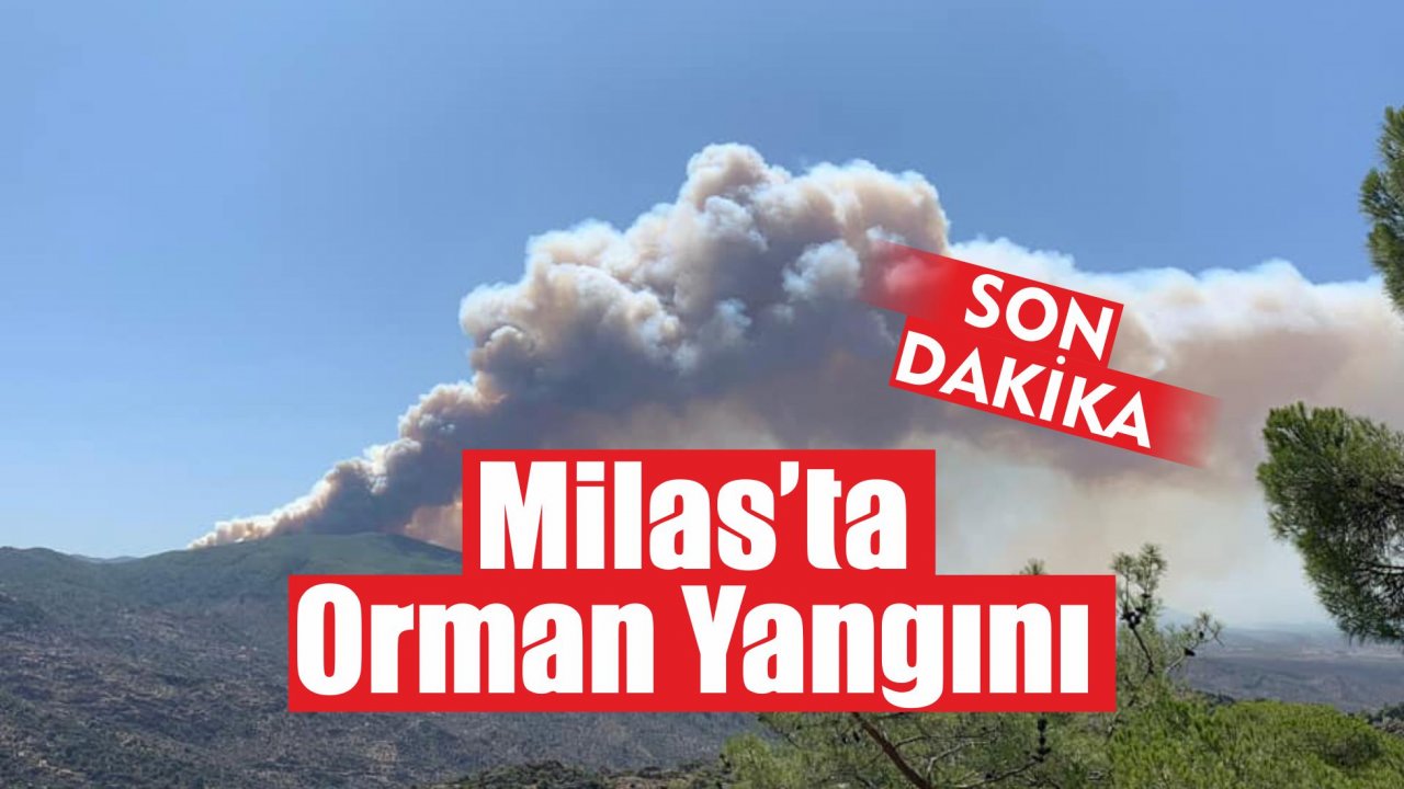 Milas Akgedik Barajı Bölgesinde Orman Yangını Çıktı