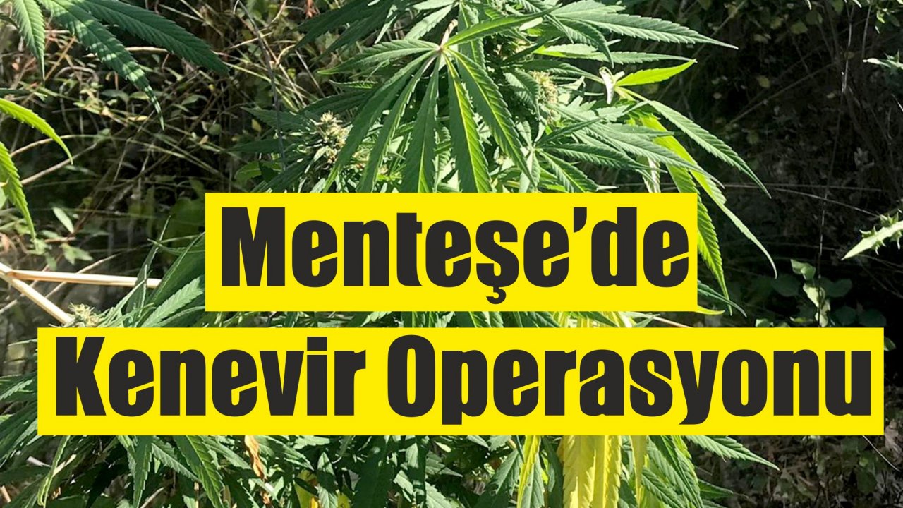 Menteşe’de Jandarma’dan Kenevir Operasyonu