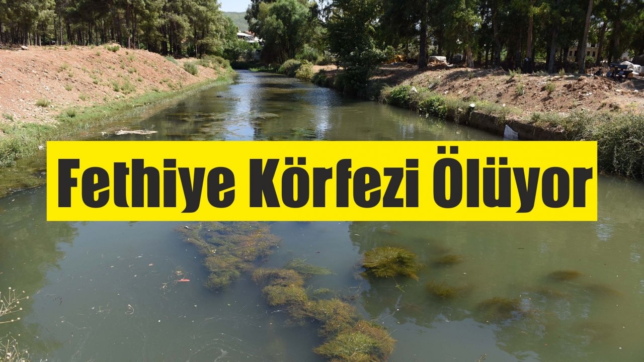 Murt Deresi'nden Körfeze Kirli Su Akıyor!
